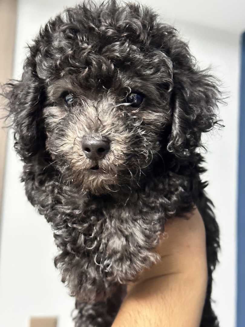 可爱泰迪犬，卷毛蓬松，小巧机灵，相伴生活的暖心萌宠