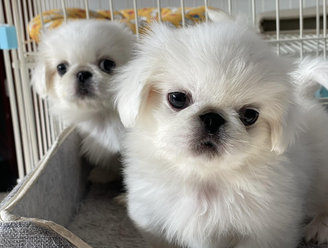 可爱京巴犬幼犬，毛发雪白蓬松，萌态十足惹人爱
