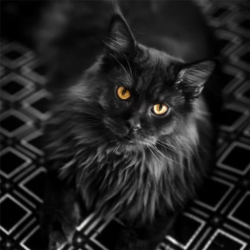 缅因猫,霸气黑毛配金黄眼,尽显高贵优雅气质
