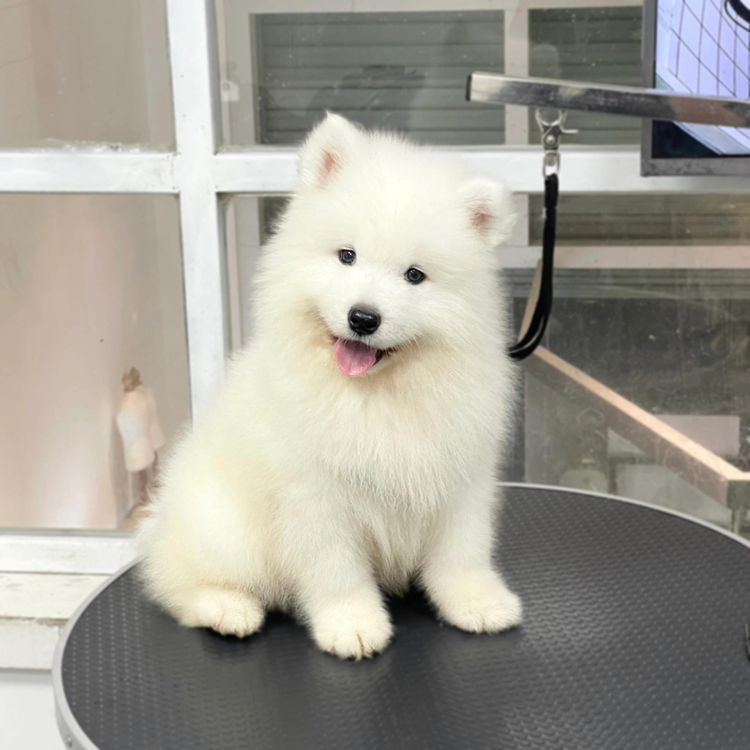 萨摩耶幼犬,颜值超高,毛白如雪,温顺可爱好伴侣