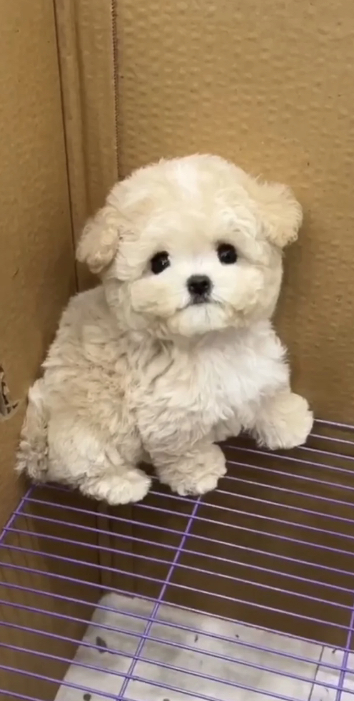 网红泰迪熊❤️❤️泰迪熊