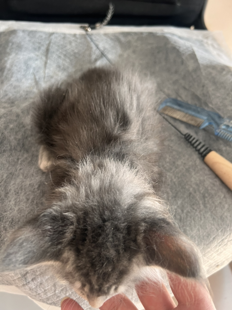 缅因猫幼崽(温柔巨人),灰毛蓬松耳饰毛灵动,软萌可爱,家庭伴侣佳选