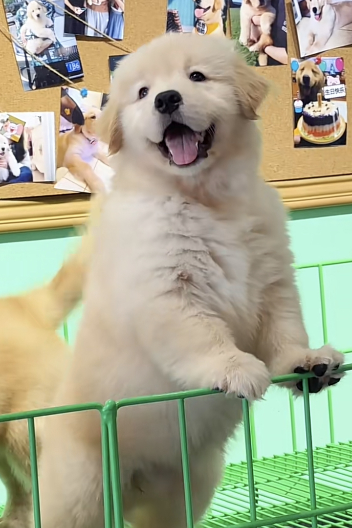 赛级金毛犬❤️带证书芯片