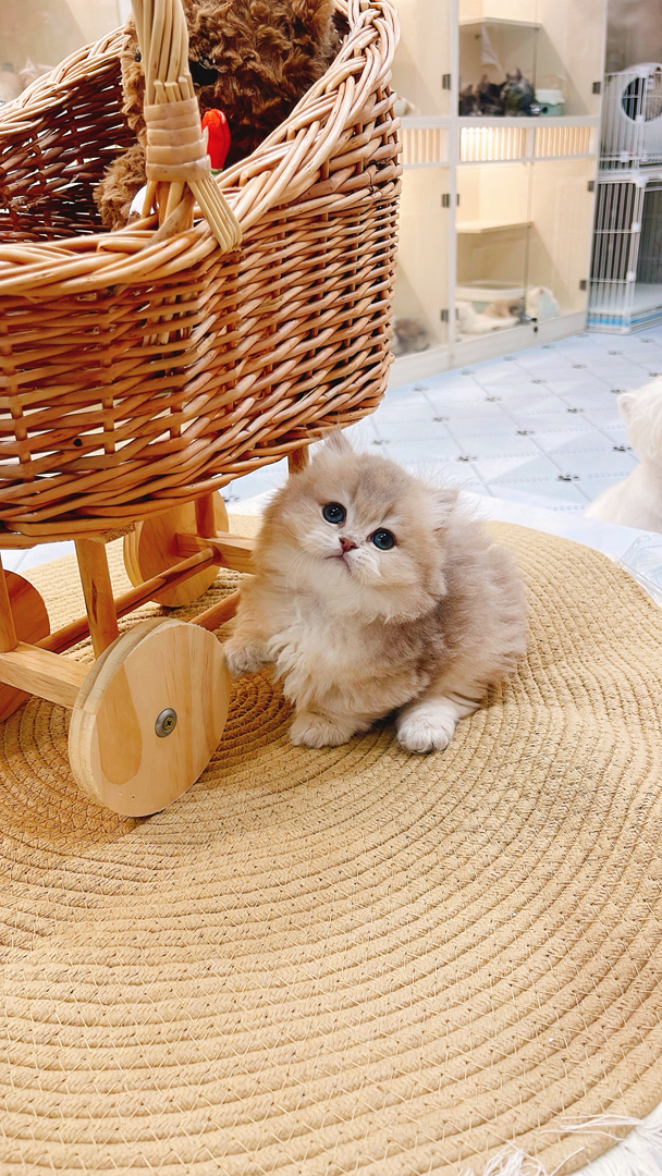 蓝金拿破仑