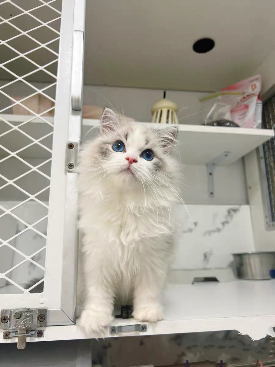 布偶猫