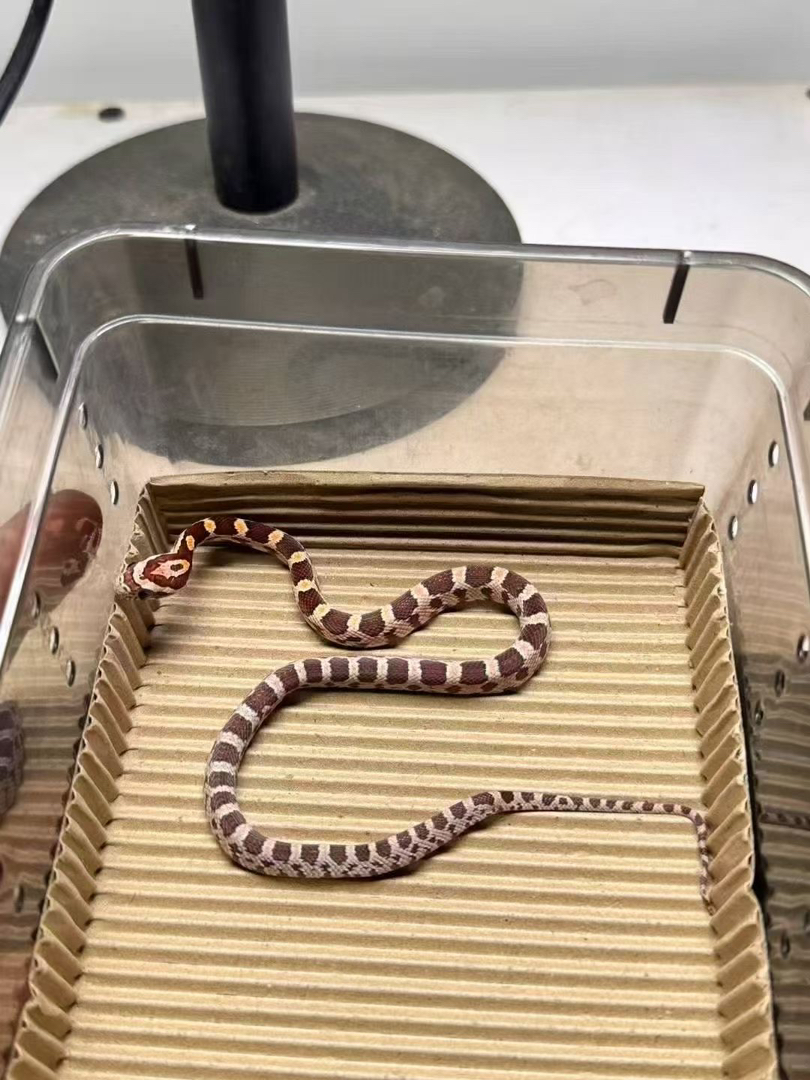 网红宠物玉米蛇 健康温顺饲养简单