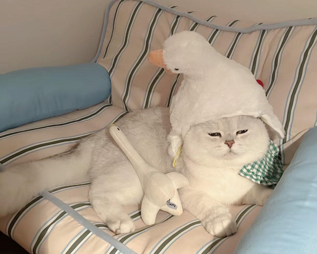 高端双血统银渐层猫咪❤️平台推荐
