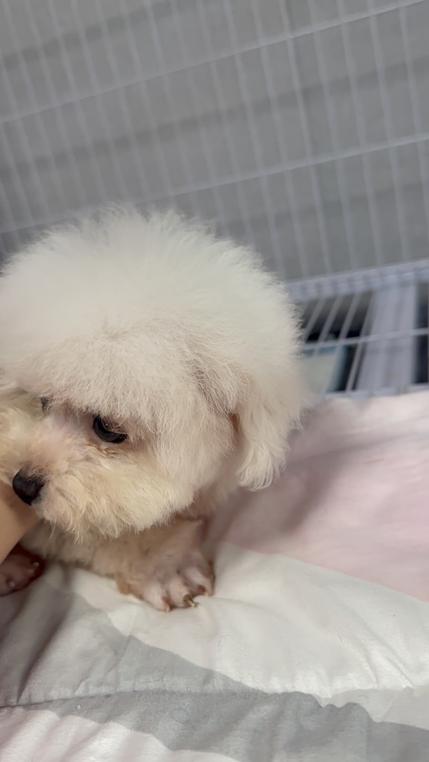 小体比熊、自己家狗生了、不是狗贩子！