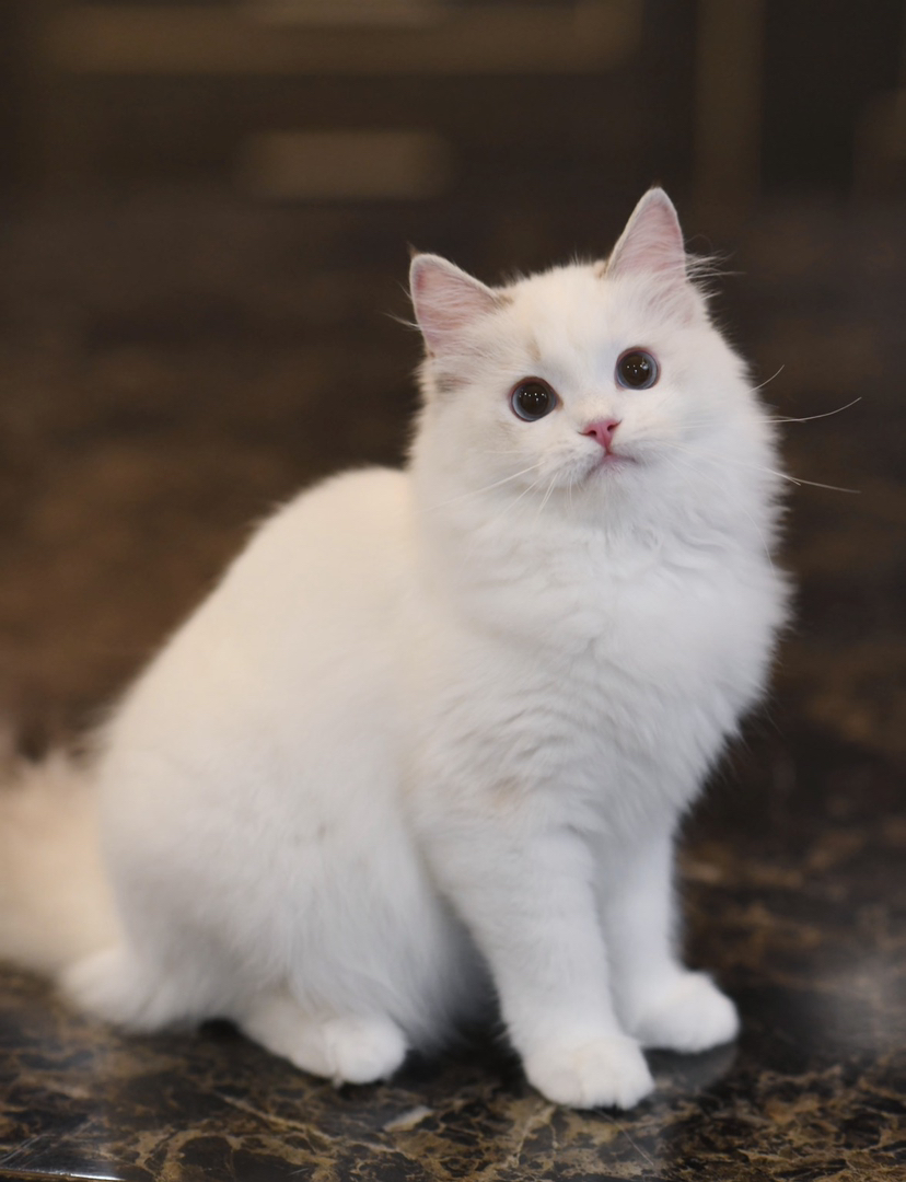 蓝双布偶，赛级双血统，性格活泼温和，冬日暖手必备