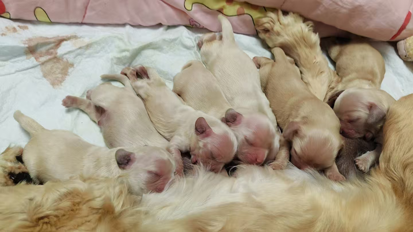 美卡自家繁育的新脸版美卡 迪士尼小狗