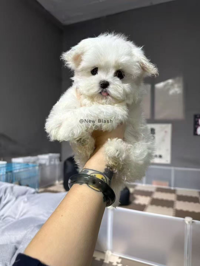 超萌韩版小体!!!马尔济斯犬🐶毛毛长出来后如图5️⃣