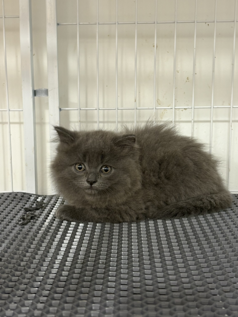 长毛蓝猫一窝，公母都有，一针疫苗，会吃猫粮会用猫砂盆。性格温顺粘人