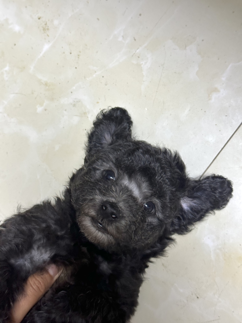 浅灰泰迪弟弟卷毛摇粒绒小狗不掉毛好打理宠物狗幼犬家养可开视频选上门接