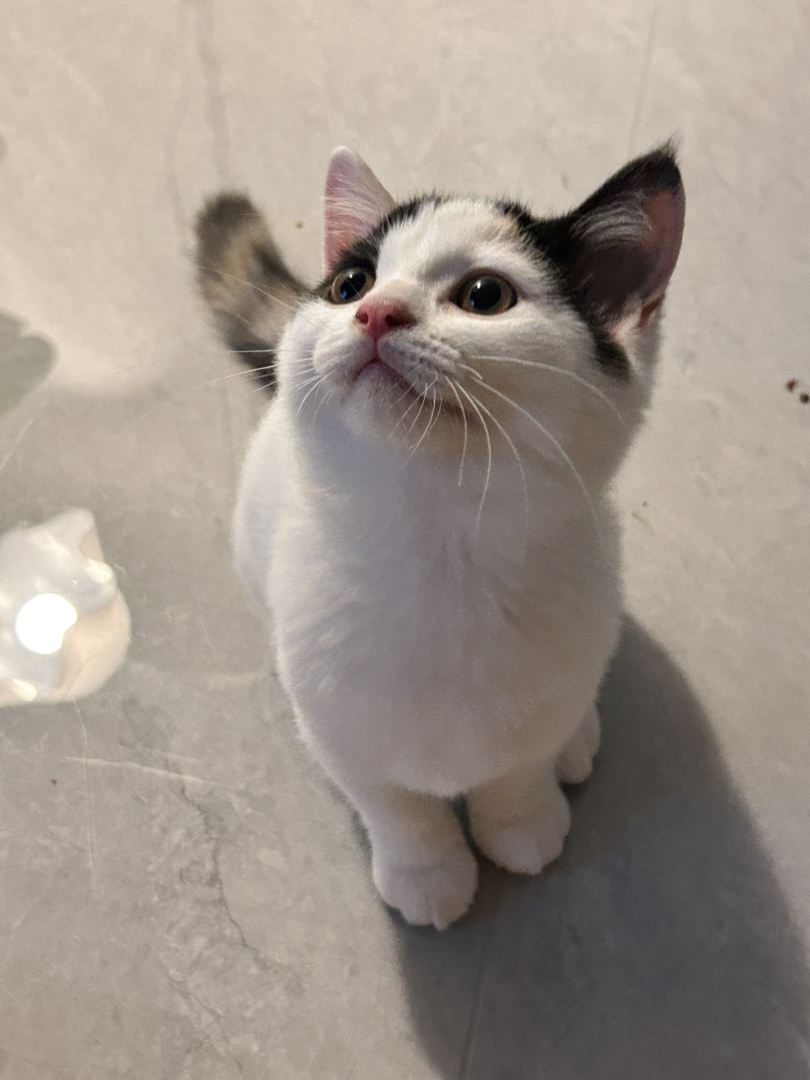 英短三花小猫三月龄～疫苗齐全标价全款