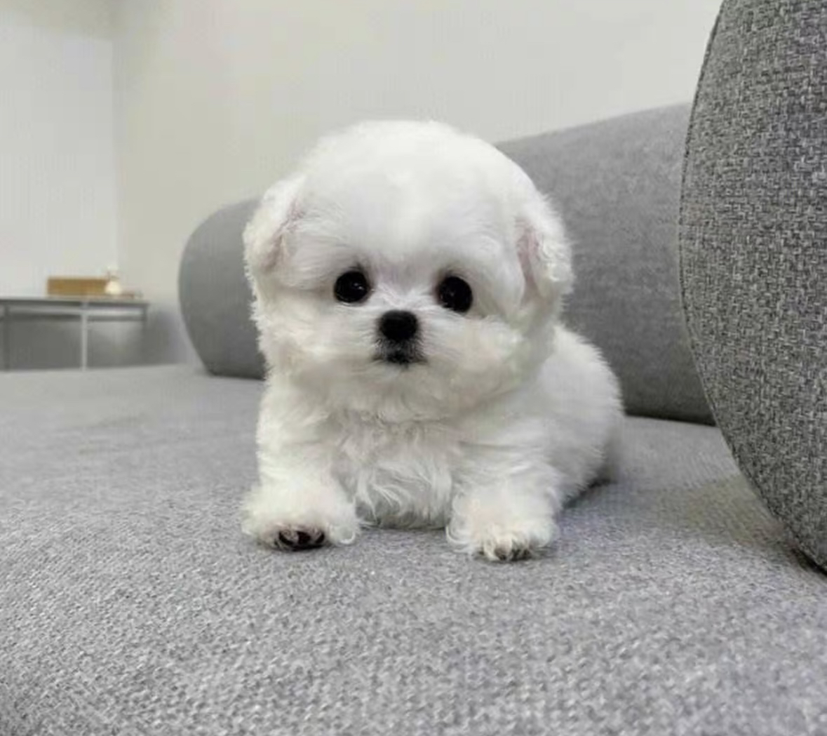比熊