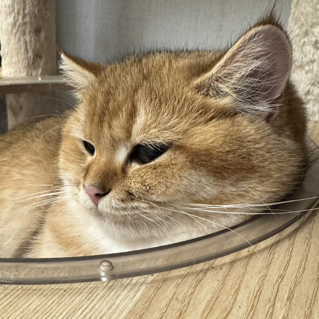 金渐层弟弟找新家～