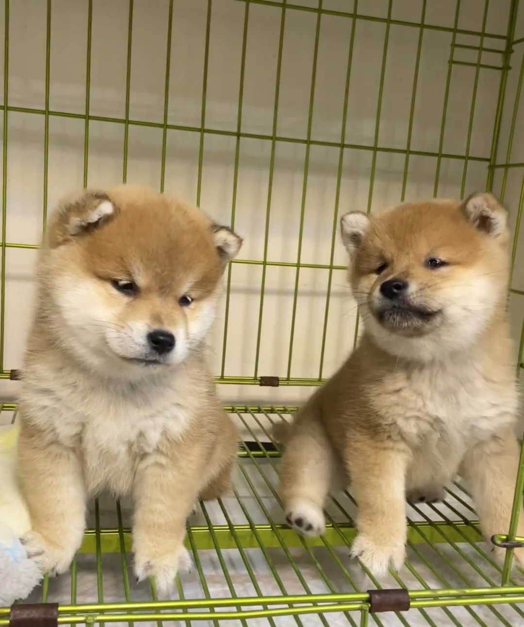 近期打算养柴犬的姐妹围观我吧🐕