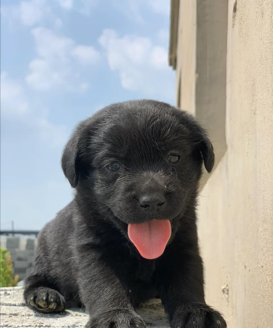 纯黑拉布拉多幼犬，呆萌可爱，聪明温顺，绝佳宠物伴侣