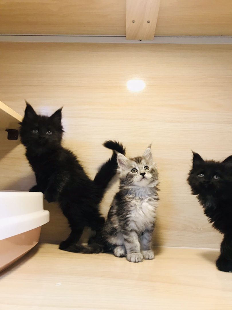 缅因猫