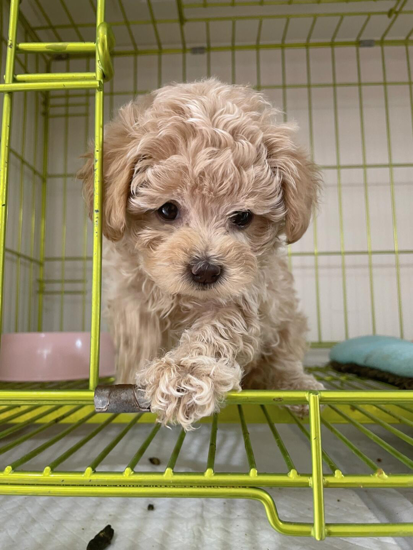 可爱泰迪幼犬,卷毛乖巧,活泼灵动,绝佳陪伴宠物
