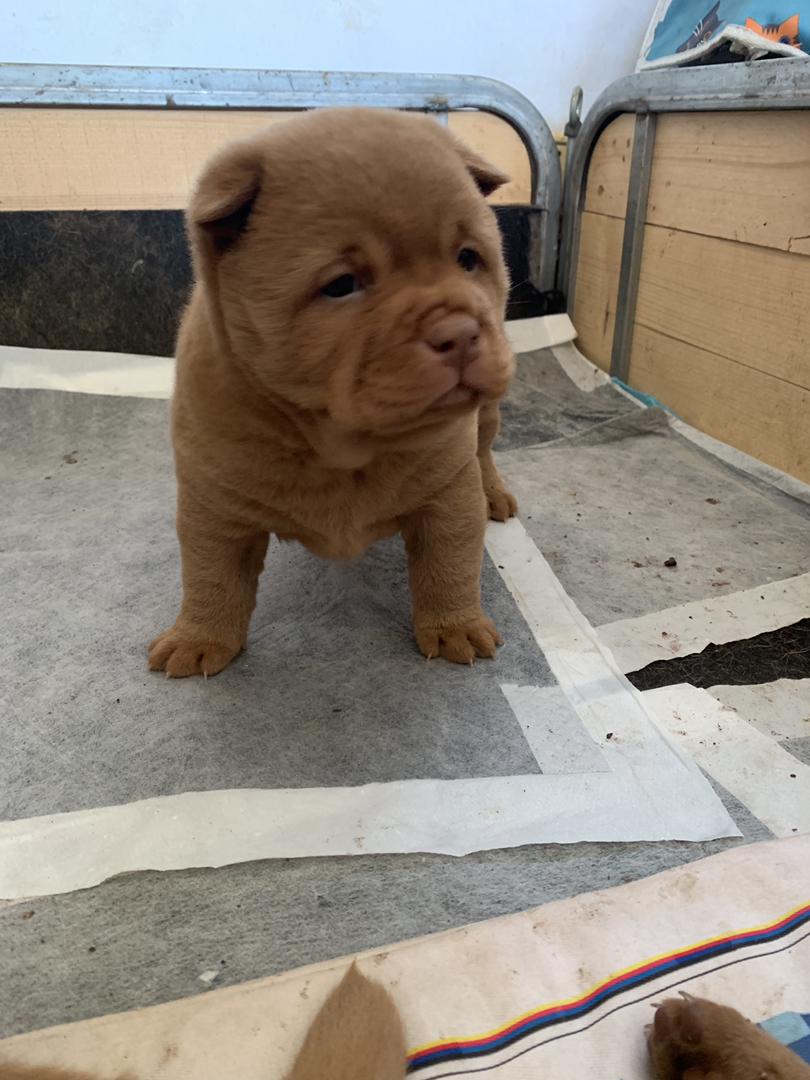 广东五红犬
