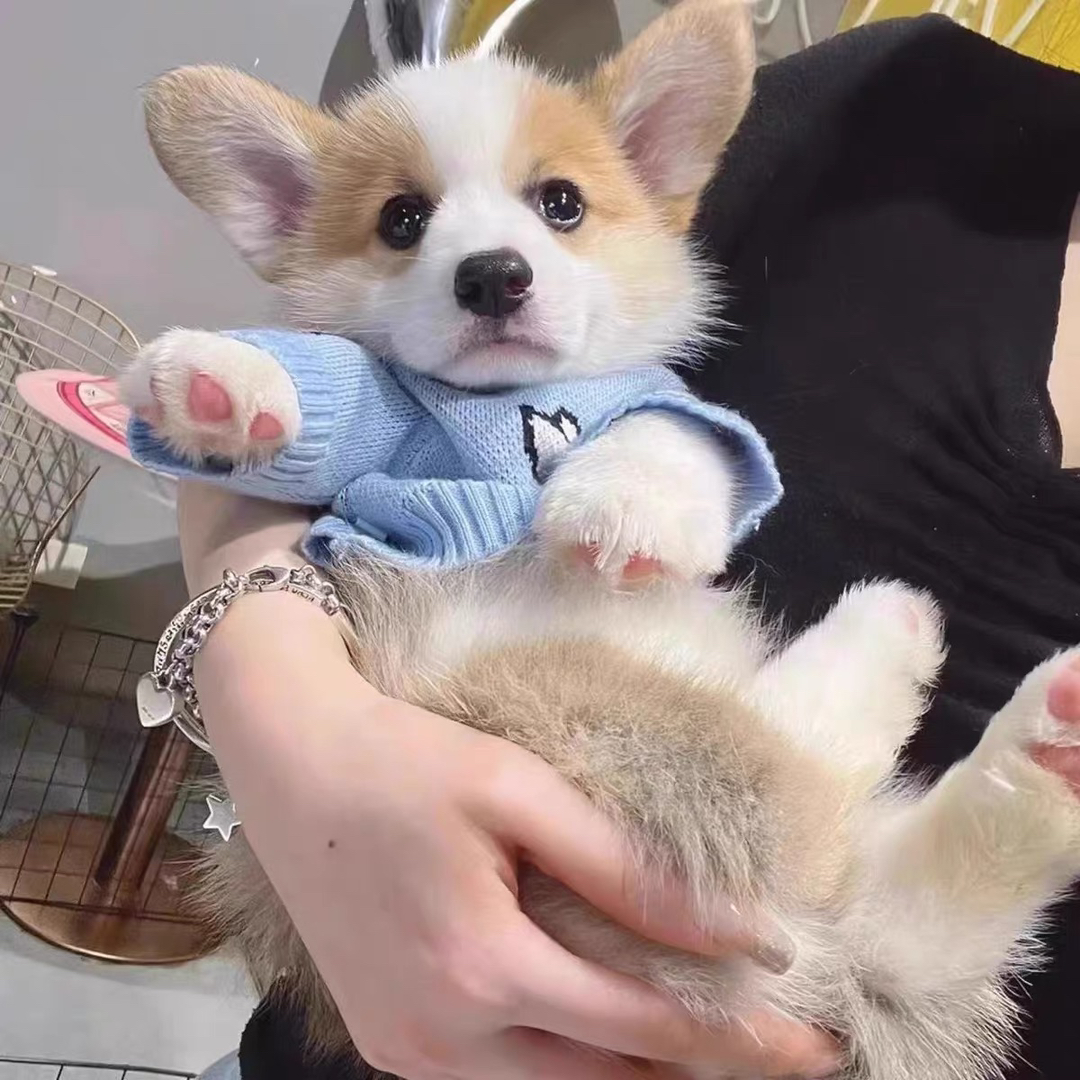 双色柯基犬❤️平台推荐