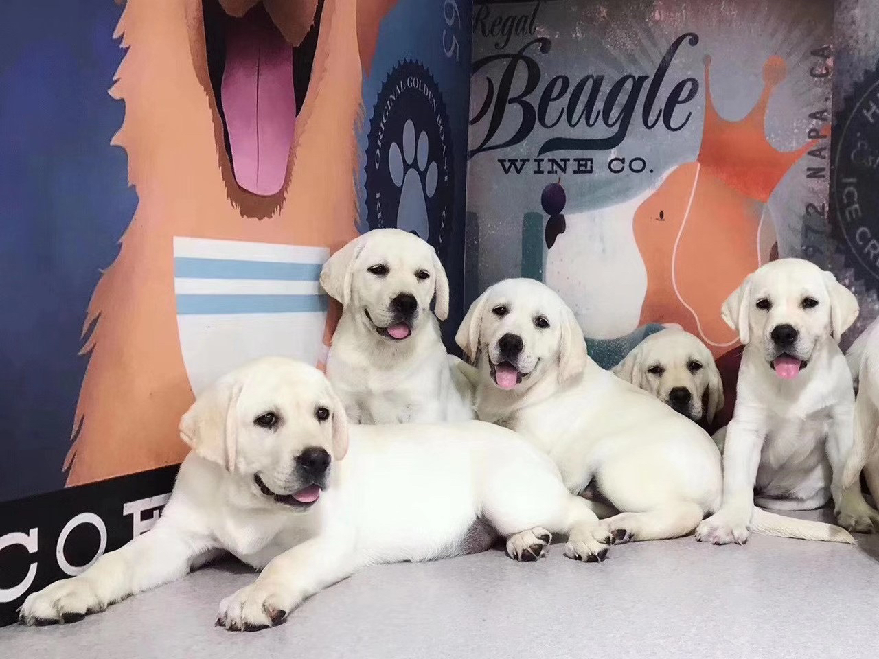 可爱拉布拉多幼犬，品相优良，温顺乖巧的最佳宠物伴侣