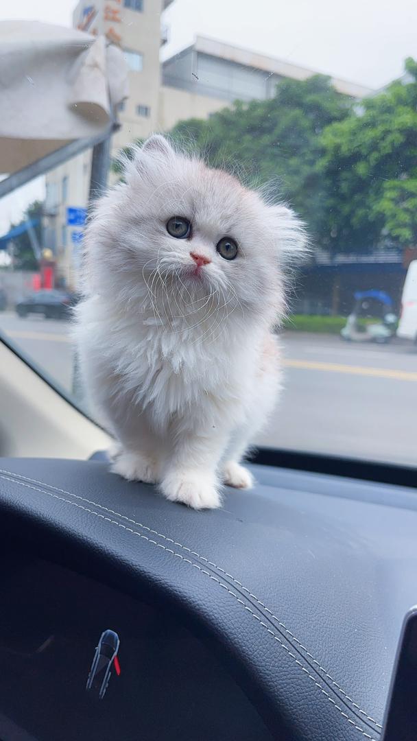 英国短毛猫