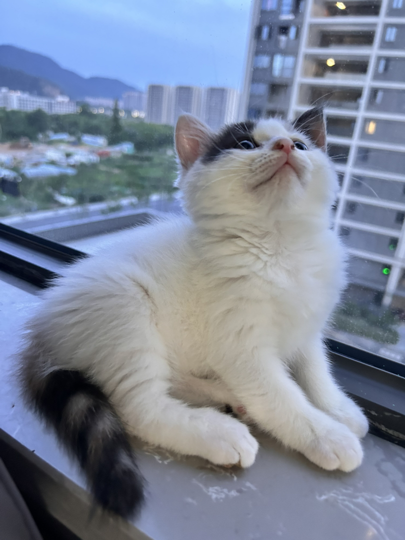 杭州家养小猫，漂亮三花，非猫舍猫，出完就没
