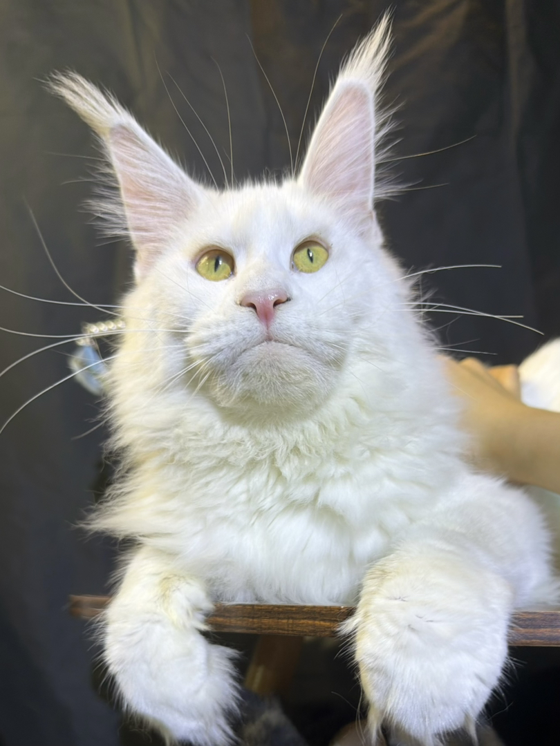 顶级 纯白缅因预备种母