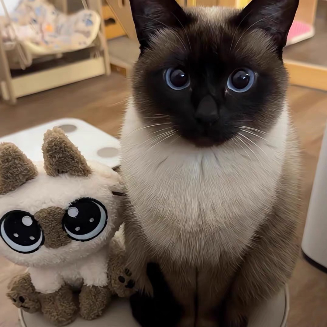 大骨量暹罗猫❤双血统高端品质