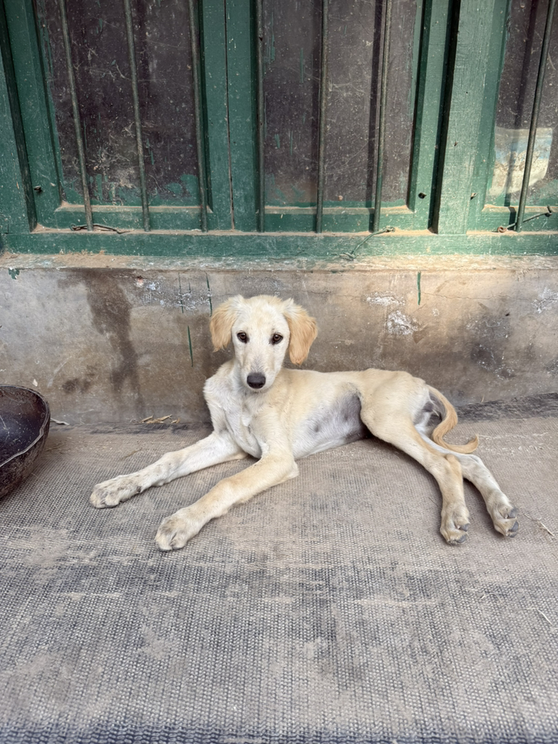 山东本地细犬原生犬种聪明认主看家护院尾毛耳毛好看