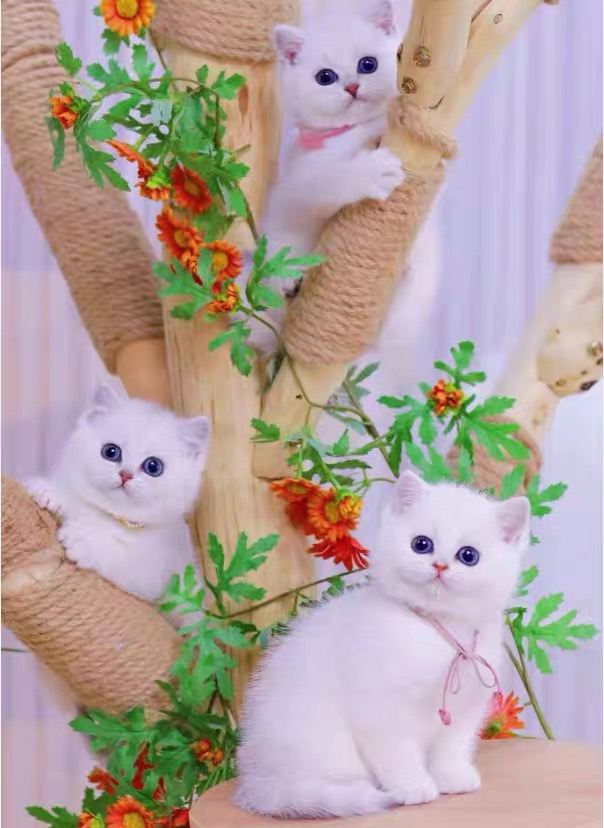精品英国短毛猫❤️公母都有❤️健康质保