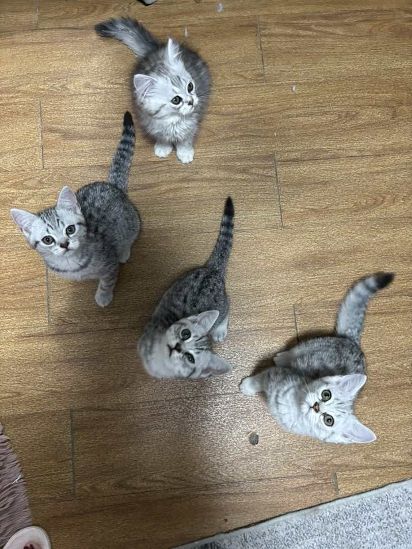 西安虎斑小猫3只，男孩女孩都有，自己家猫生的，价格可以优惠