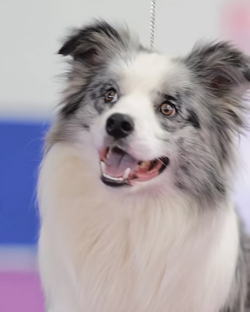 大骨量陨石色边牧❤高端犬舍 不卖破狗