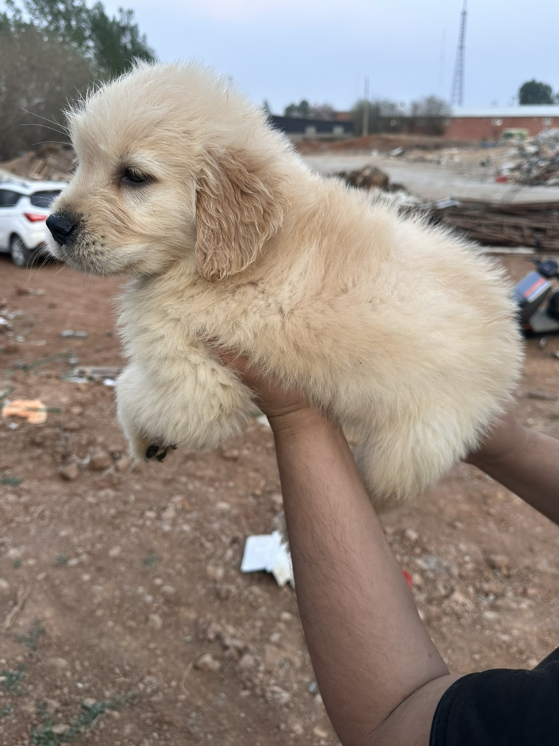 金毛幼犬，可爱活泼，性格温顺，适合家庭养殖