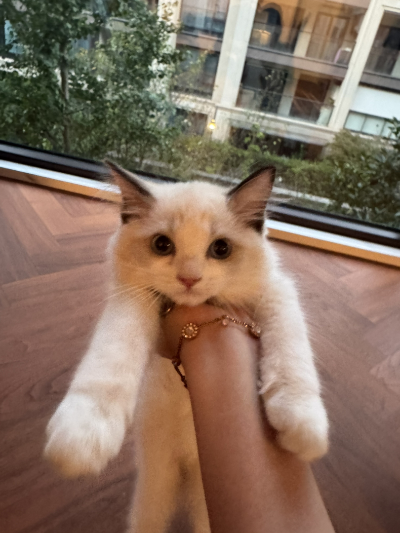 海双布偶猫，脾气好，随便揉，不咬人不抓人不抓窗帘沙发，杭州可上门摸