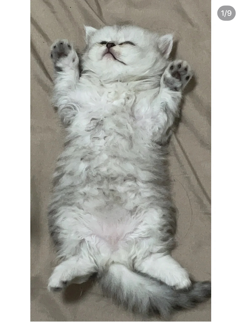 金吉拉小奶猫