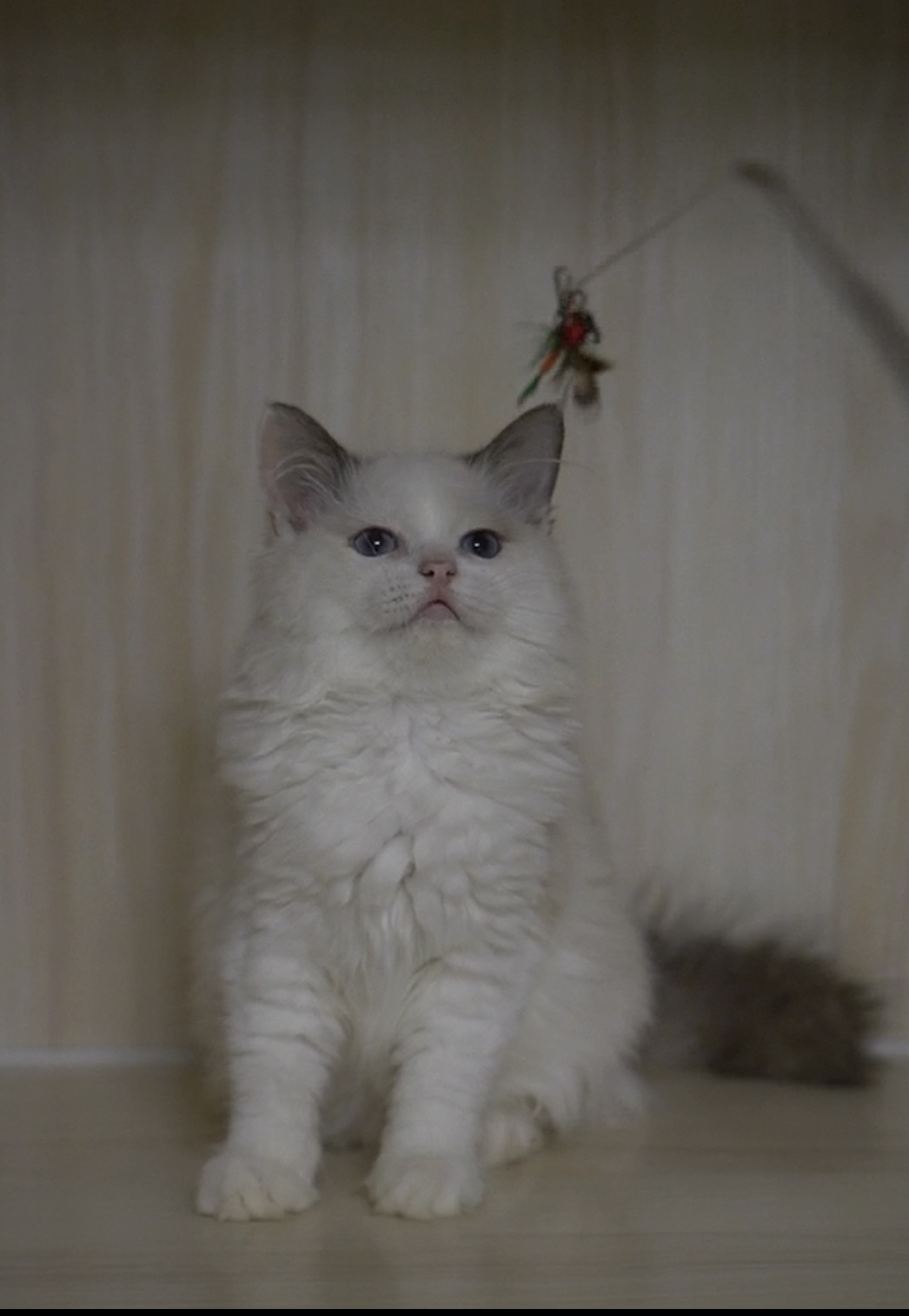 布偶猫，颜值超高的仙女猫，毛发柔软，性格温顺乖巧