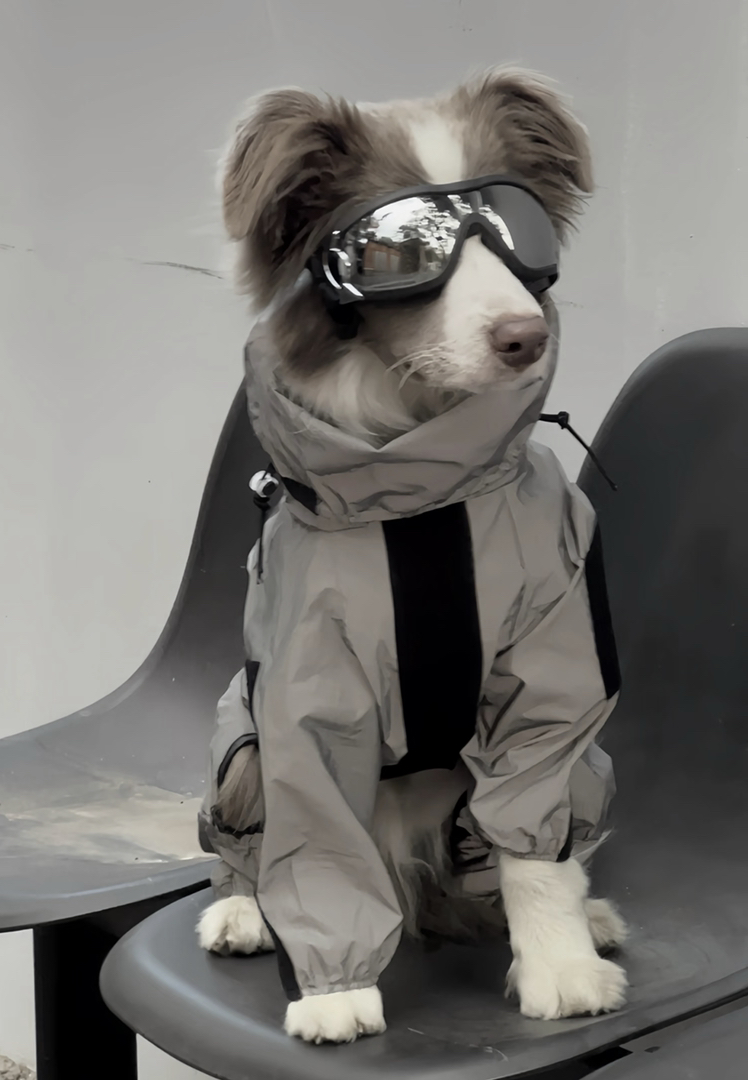 高端边境牧羊犬❤️稀有色丁香色边牧
