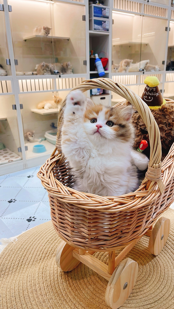 金三花高地