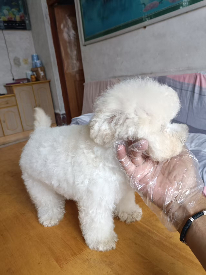 比熊