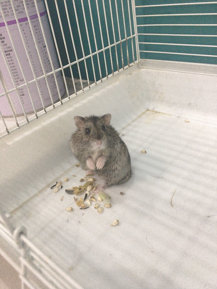 三线公仓鼠
