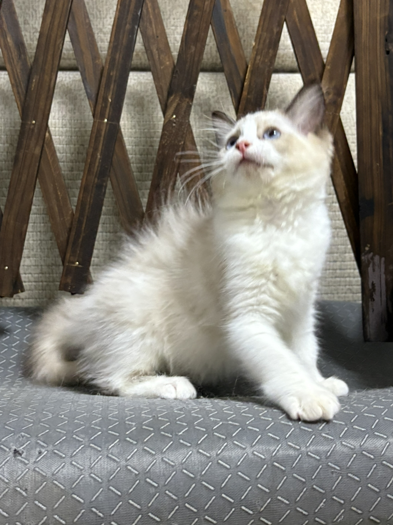 布偶猫幼崽,颜值超高,毛发蓬松,温顺粘人萌翻天
