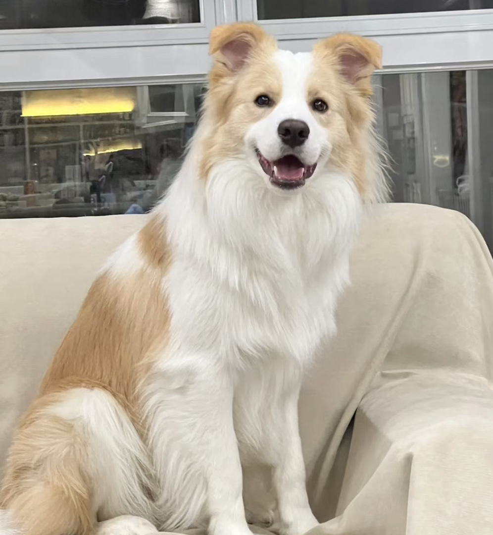 出售成犬边牧。公母都有。都是颜值巅峰