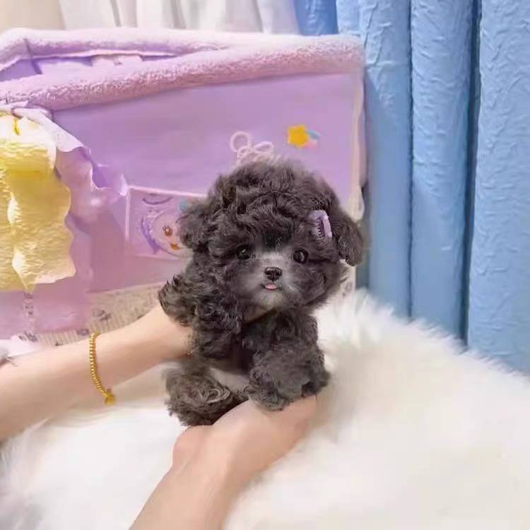 萌系泰迪犬，毛卷似泰迪熊，小巧可爱超迷人