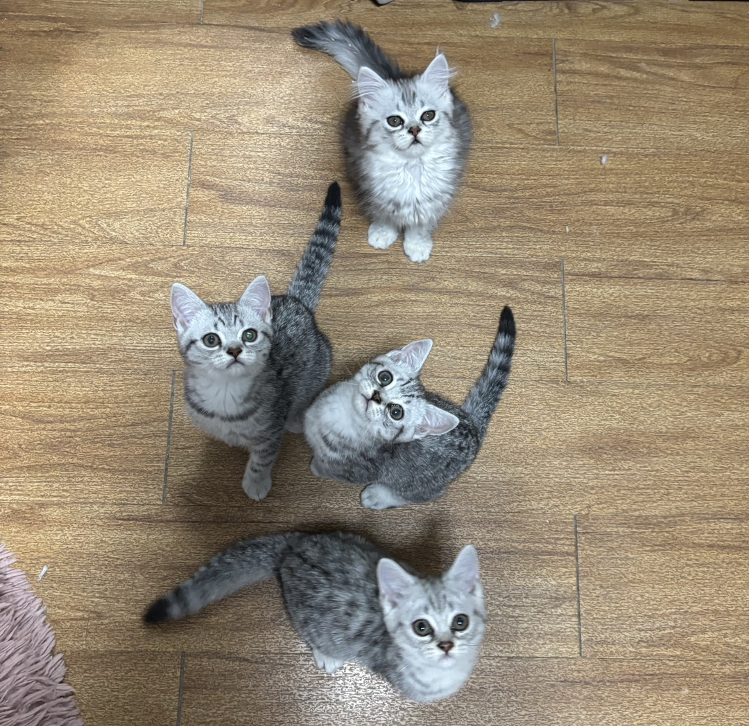 西安英短银虎斑幼崽，斑纹独特，活泼可爱，养猫首选
