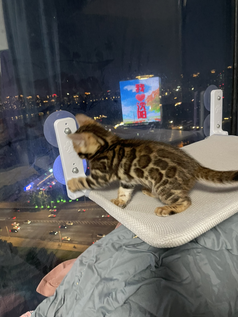 孟加拉豹猫