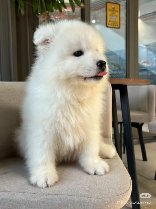 萨摩耶幼犬，浑身雪白似棉花，可爱颜值高