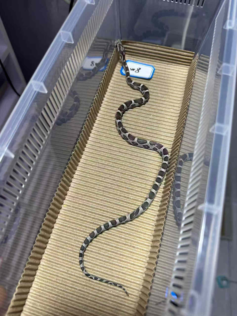 碳黑玉米蛇11g大苗，包邮包活包风险包开食稳冻，好养适合新手